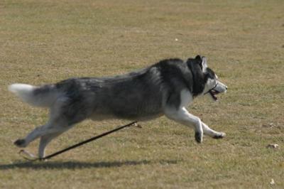 Monty off the lead and in full flight early 2005 (my friend Ken took this one)
