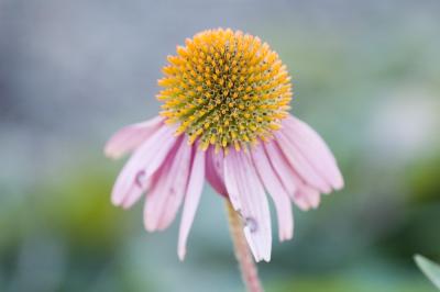 g3/17/614617/3/52636386.pinkflower.jpg