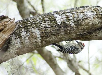 ladderback woodpecker