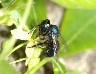 carpenter bee