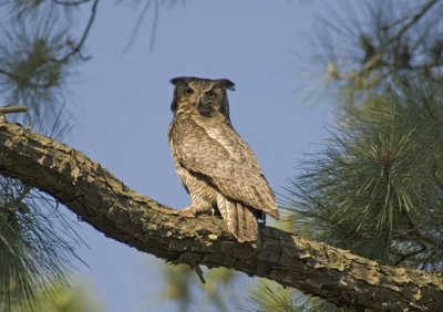 Great Horned Owl