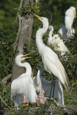 Great Egret family