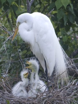 nesting Great Egrets