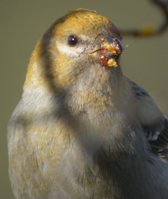 Pine Grosbeak