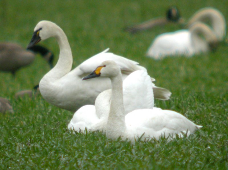 Bewick's Swan