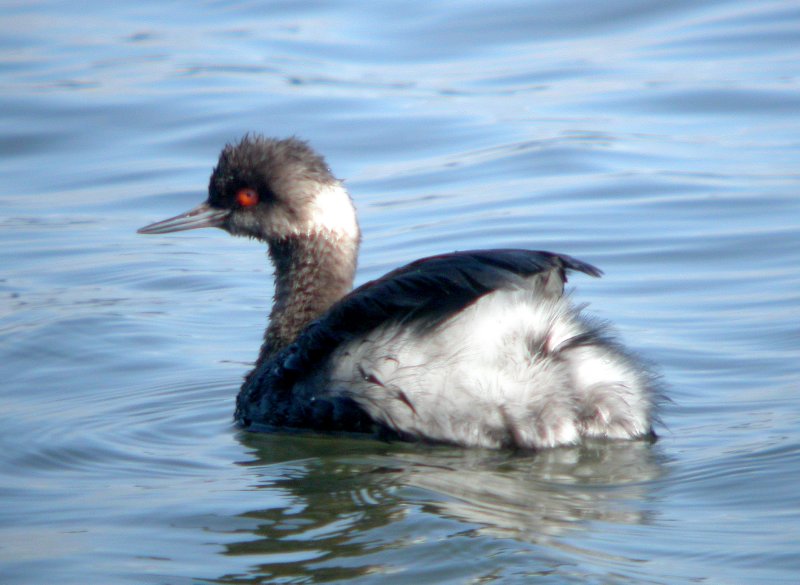 Eared Grebe