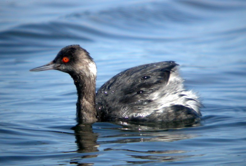 Eared Grebe