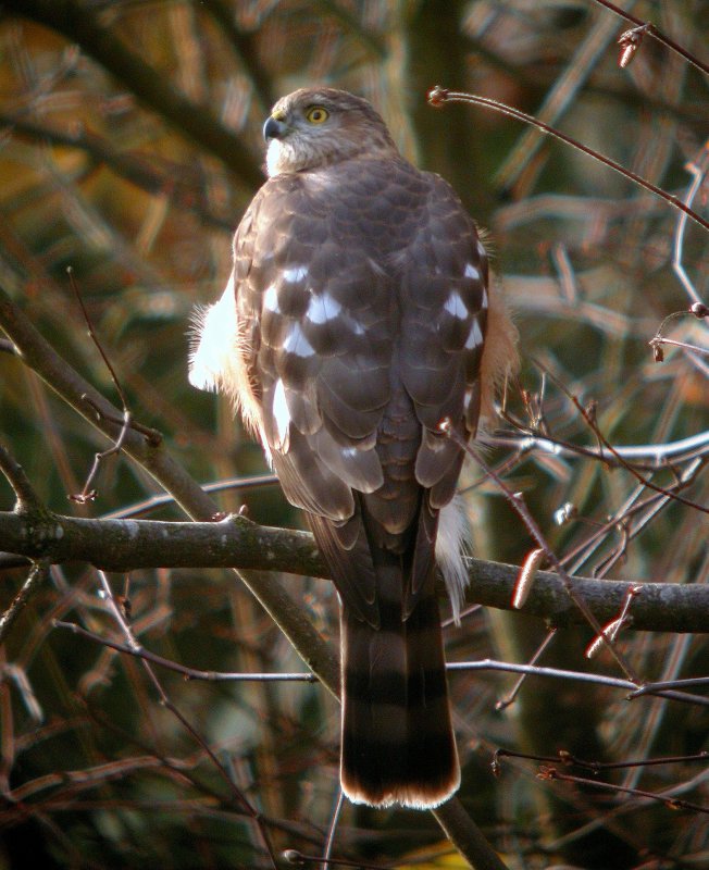 Sharp-shinned Hawk