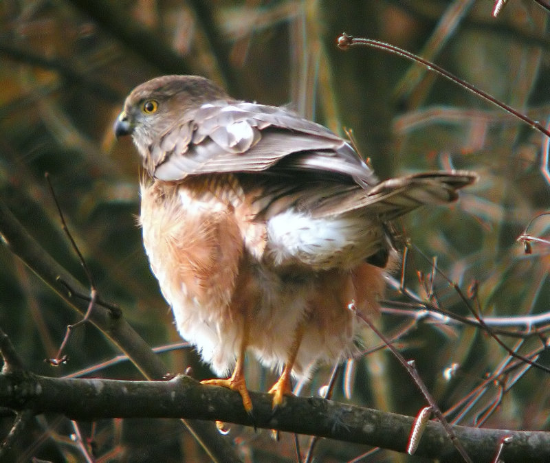 Sharp-shinned Hawk