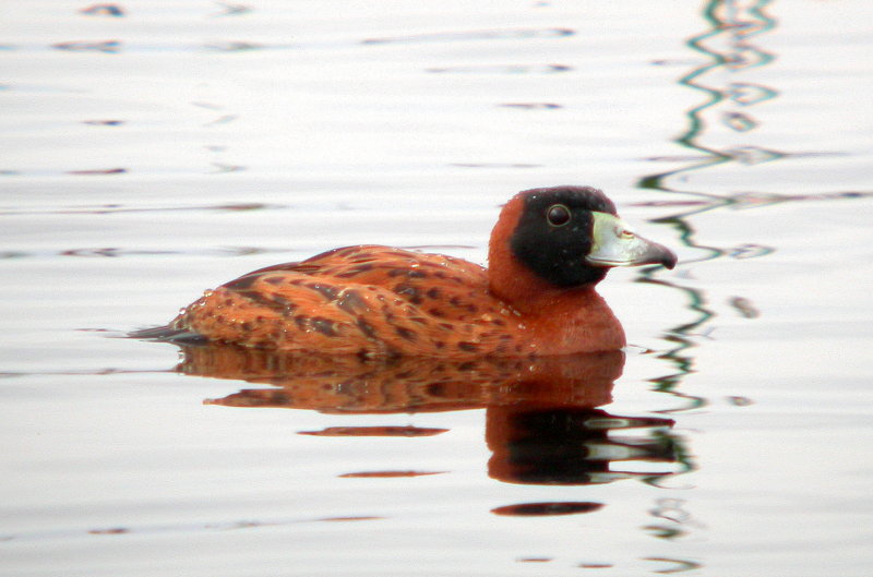 Masked Duck