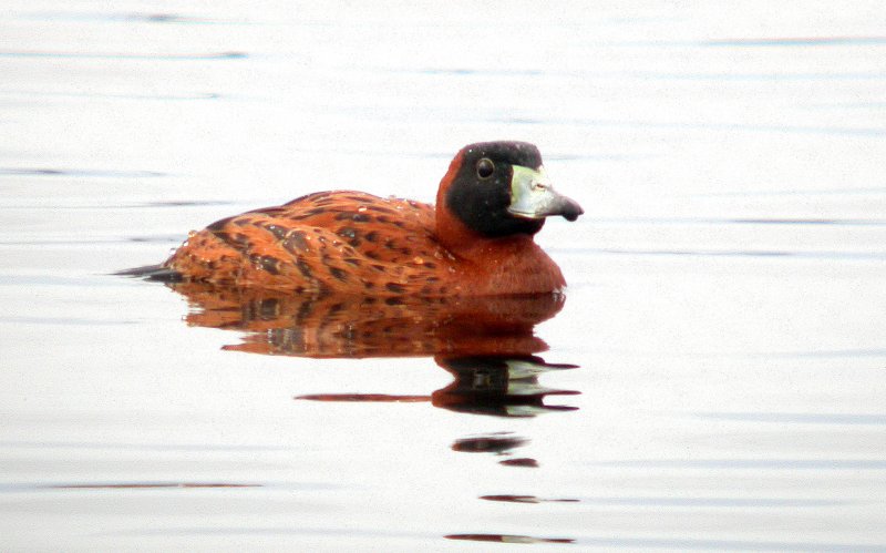 Masked Duck