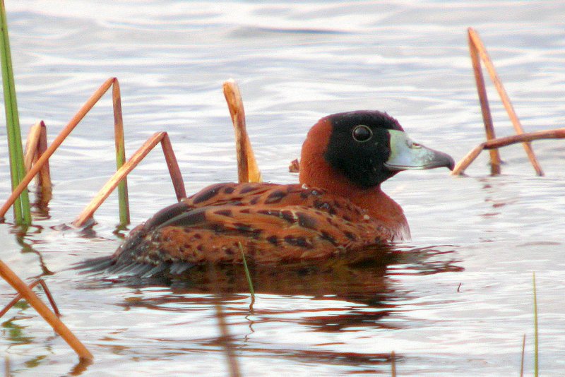 Masked Duck