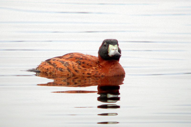 Masked Duck