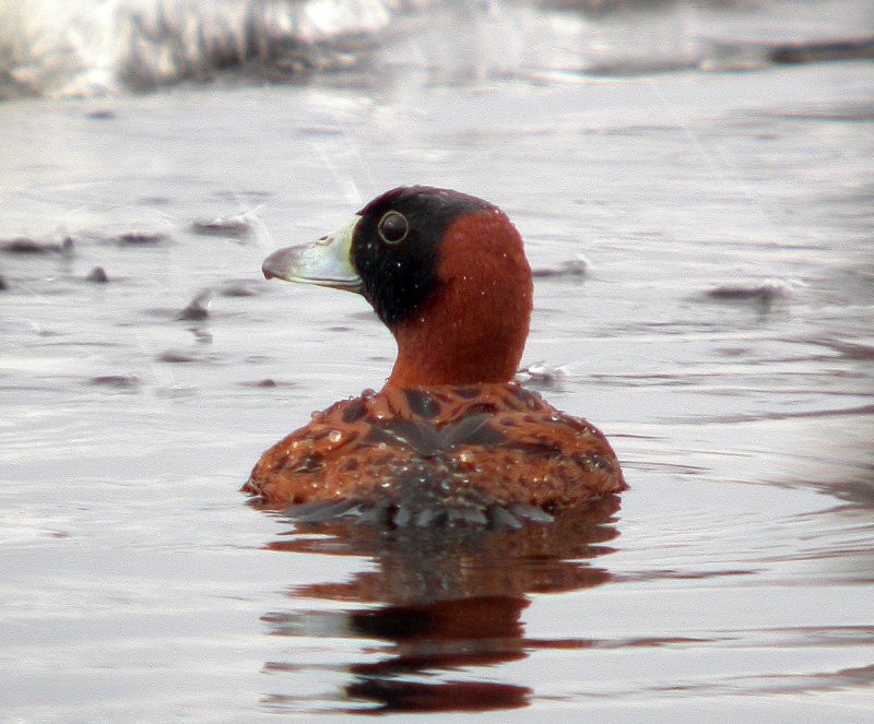 Masked Duck