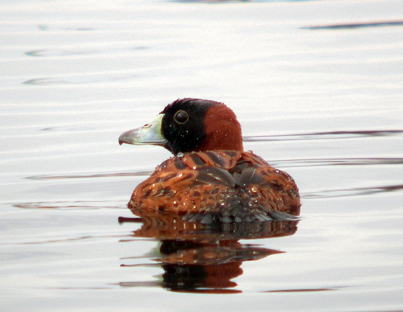 Masked Duck