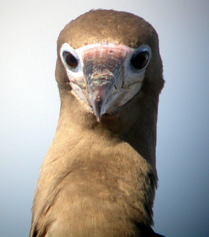 Red-footed Booby