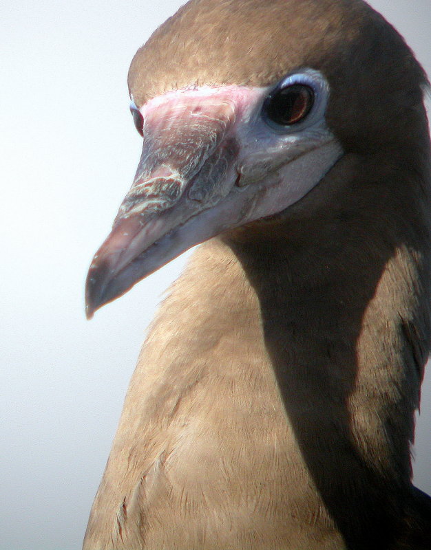 Red-footed Booby