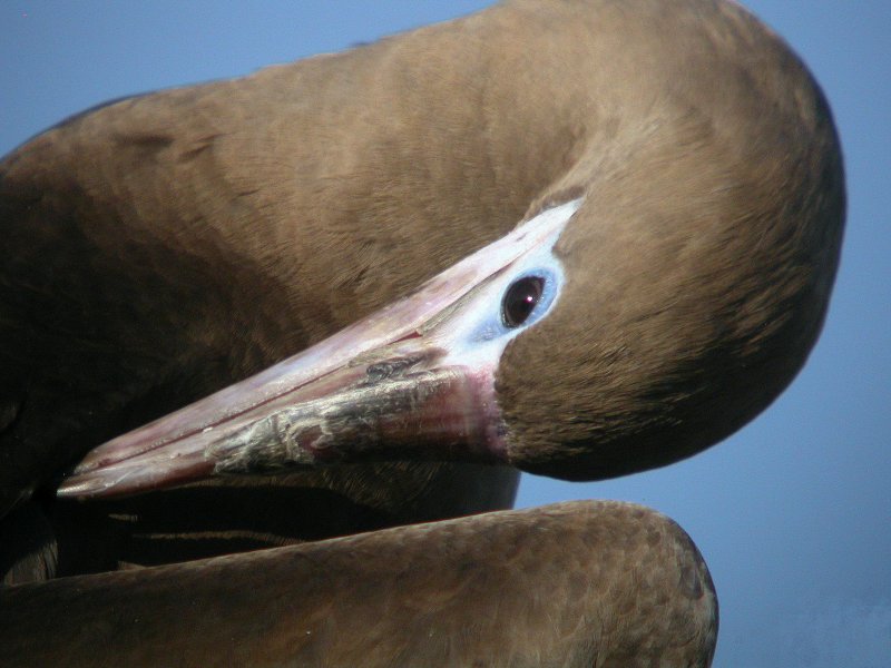 Red-footed Booby