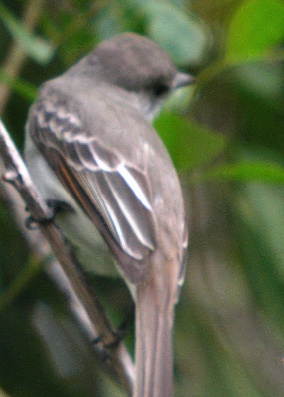 LaSagra's Flycatcher