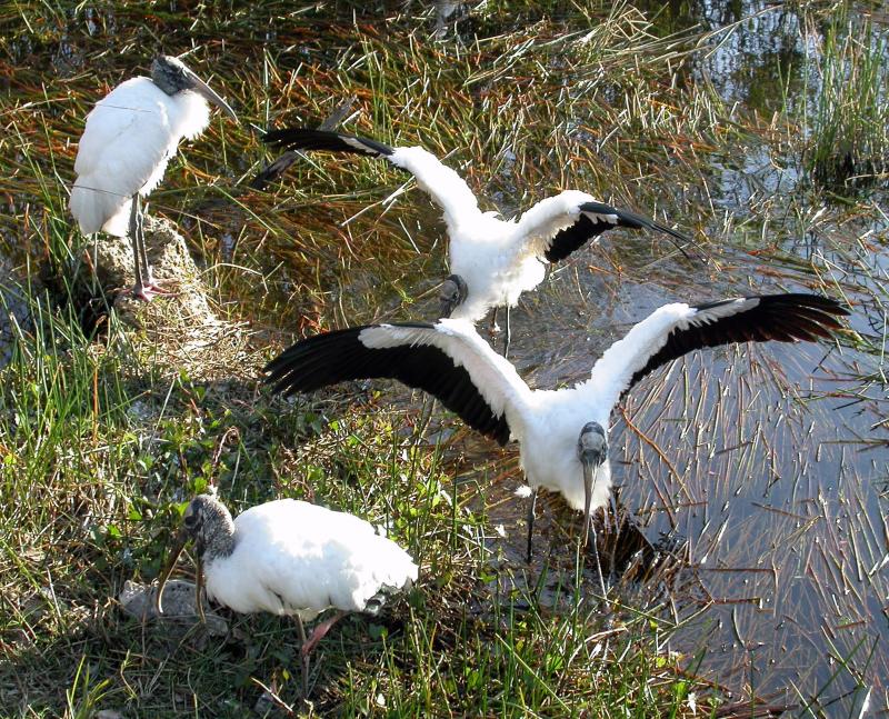 Wood Stork