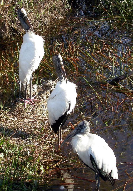 Wood Stork