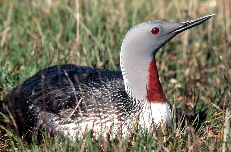 Red-throated Loon