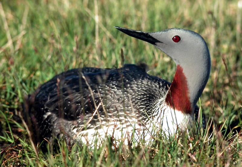 Red-throated Loon