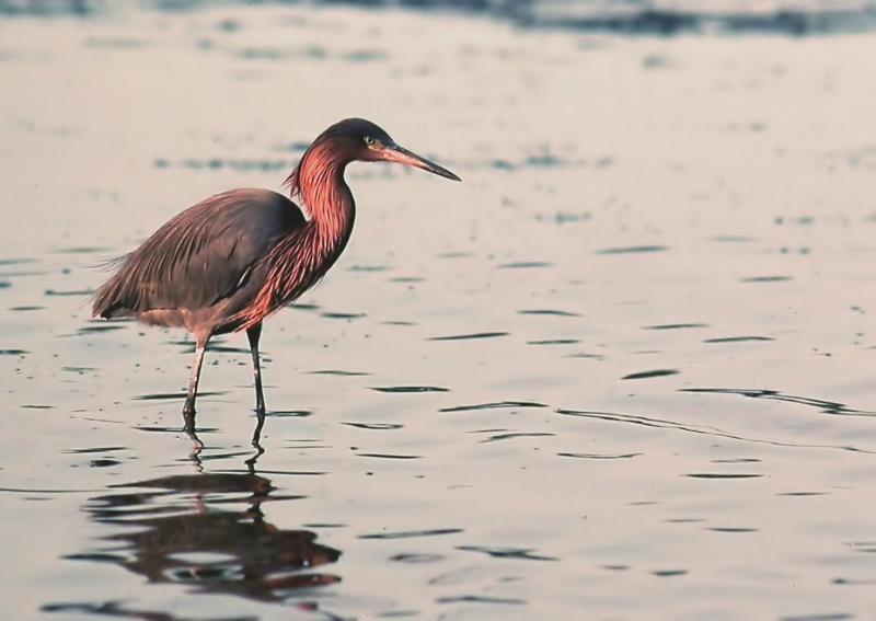 Reddish Egret