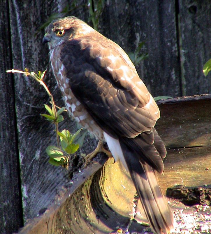 Sharp-shinned Hawk