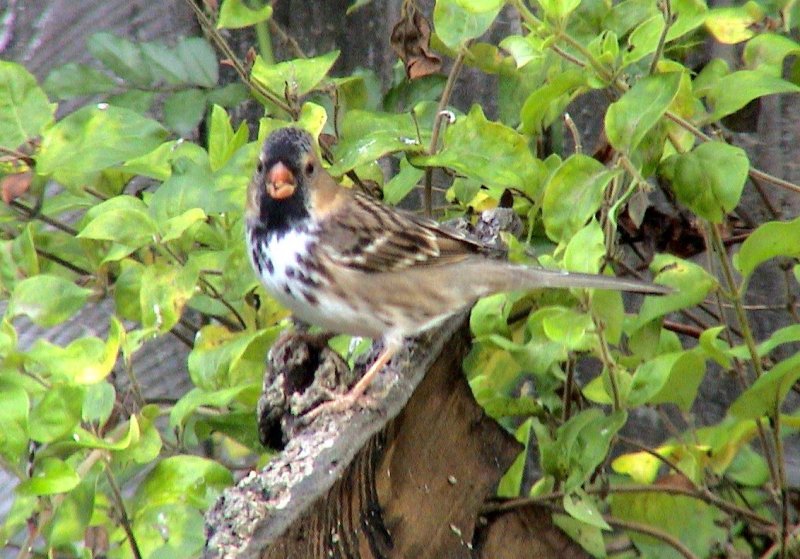 Harris's Sparrow