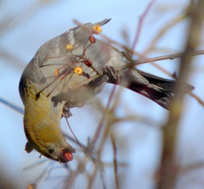 Pine Grosbeak