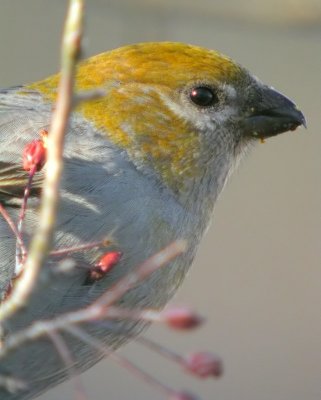 Pine Grosbeak