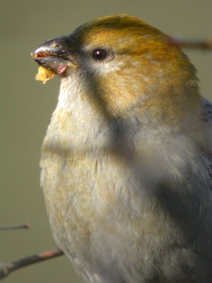 Pine Grosbeak