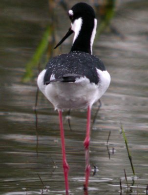 Black-necked Stilt