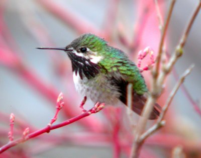 Calliope Hummingbird