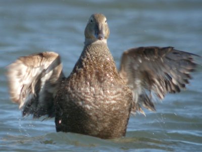 King Eider