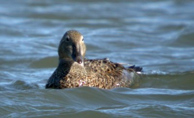 King Eider