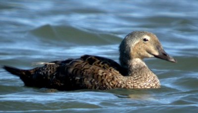 King Eider