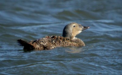 King Eider