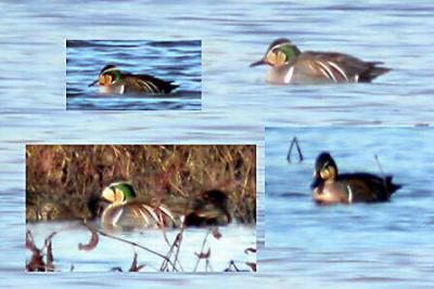 Baikal Teal