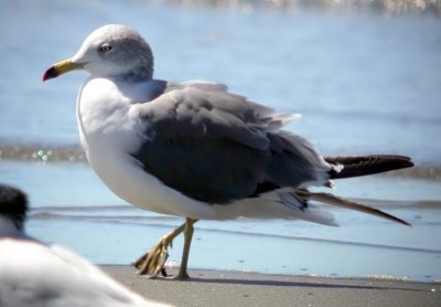 Black-tailed Gull