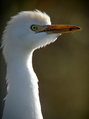 Cattle Egret