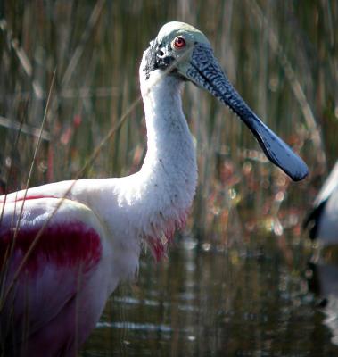 Roseate Spoonbill