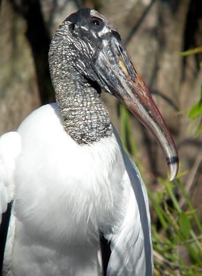 Wood Stork