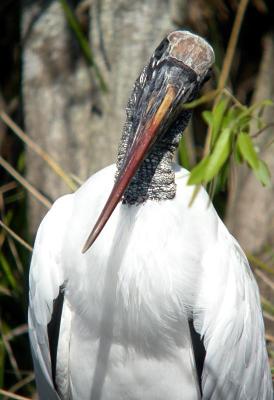 Wood Stork