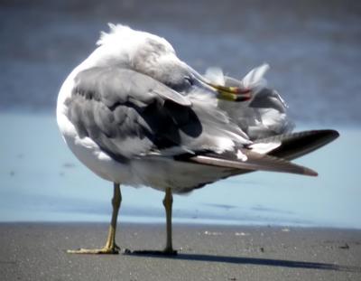 Black-tailed Gull