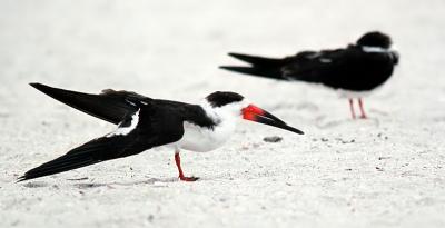 Black Skimmer