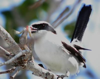 Loggerhead Shrike