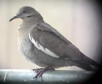 White-winged Dove