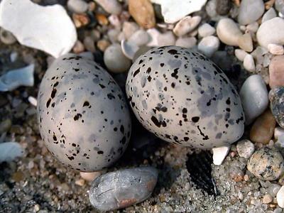 Least Tern